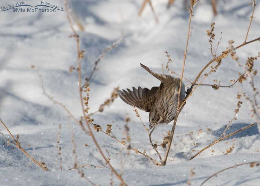 Song Sparrow on a bitter cold winter day, Farmington Bay WMA, Davis County, Utah