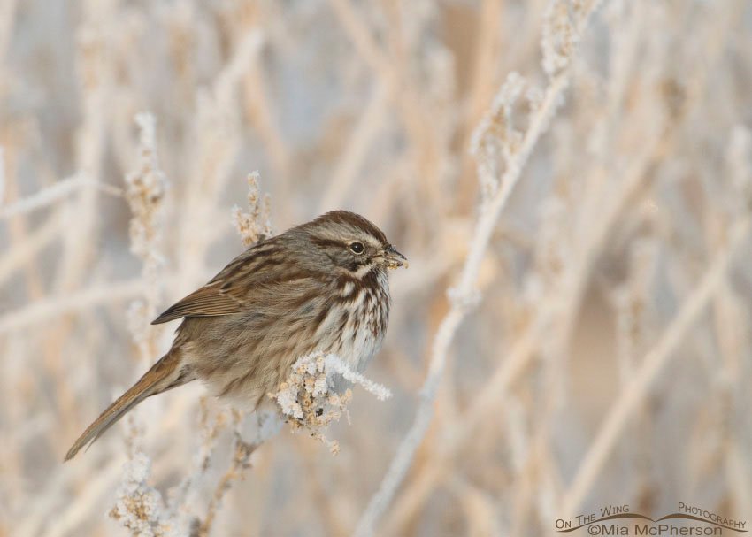 Song Sparrow on a frosty perch, Farmington Bay WMA, Davis County, Utah
