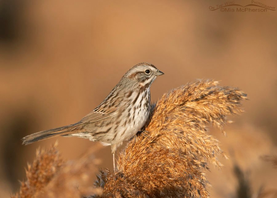 Song Sparrow in early morning light, Farmington Bay WMA, Davis County, Utah