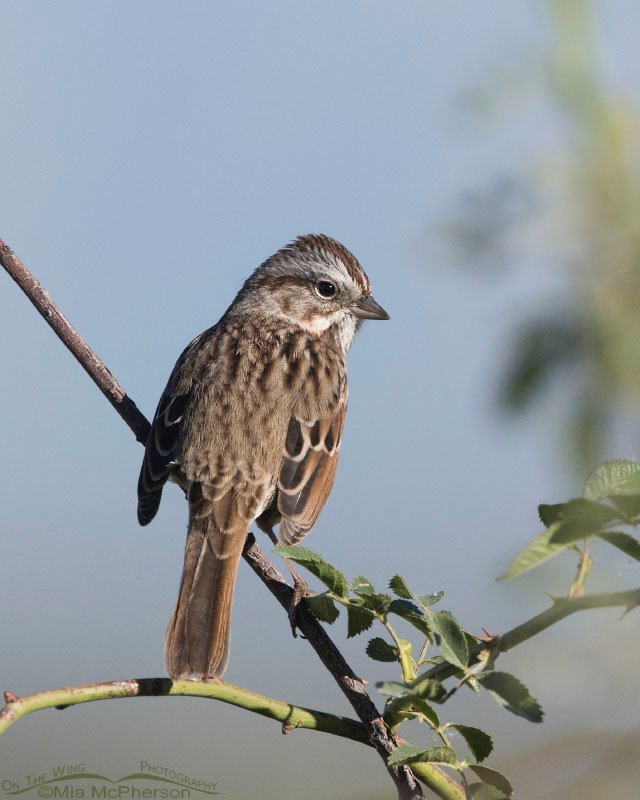 Song Sparrow on a wild rose, Farmington Bay WMA, Davis County, Utah