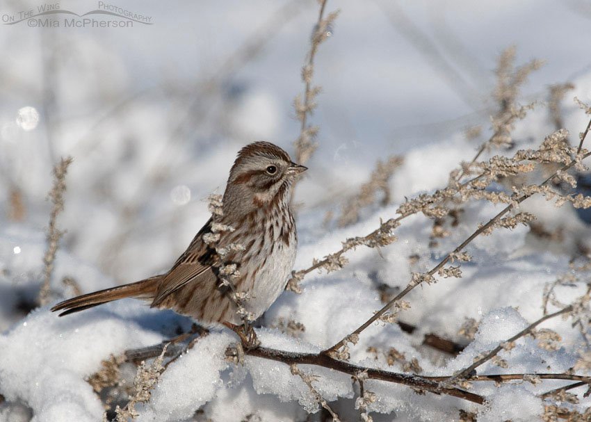 Adult Song Sparrow foraging in the snow, Farmington Bay WMA, Davis County, Utah
