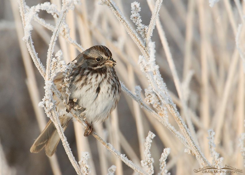 Song Sparrow on a hoar frost covered perch, Farmington Bay WMA, Davis County, Utah