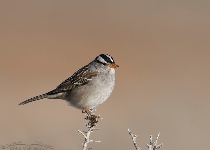 White-crowned Sparrow adult on a February morning near Buffalo Point on Antelope Island State Park, Davis County, Utah