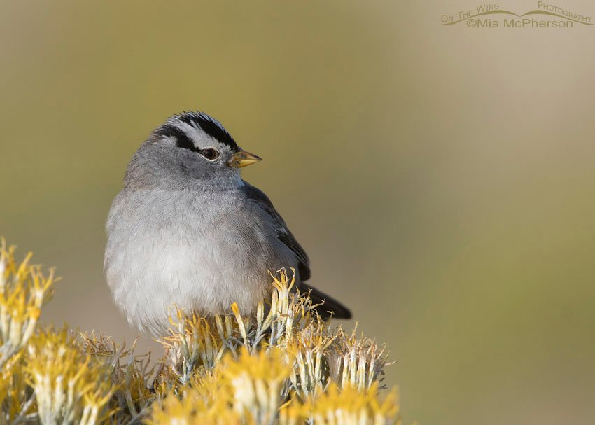 White-crowned Sparrow on rabbitbrush giving me the eye, Antelope Island State Park, Davis County, Utah