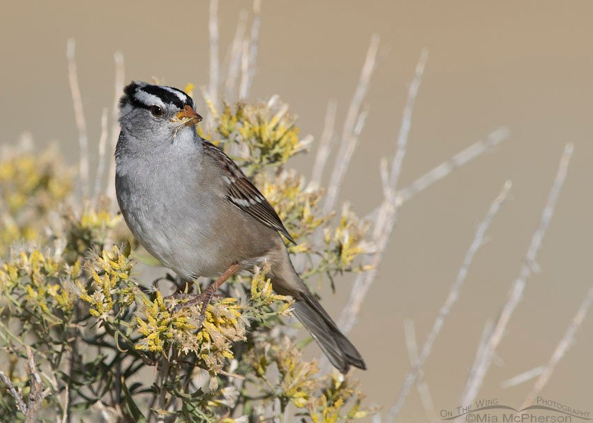 White-crowned Sparrow eating rabbitbrush seeds, Antelope Island State Park, Davis County, Utah