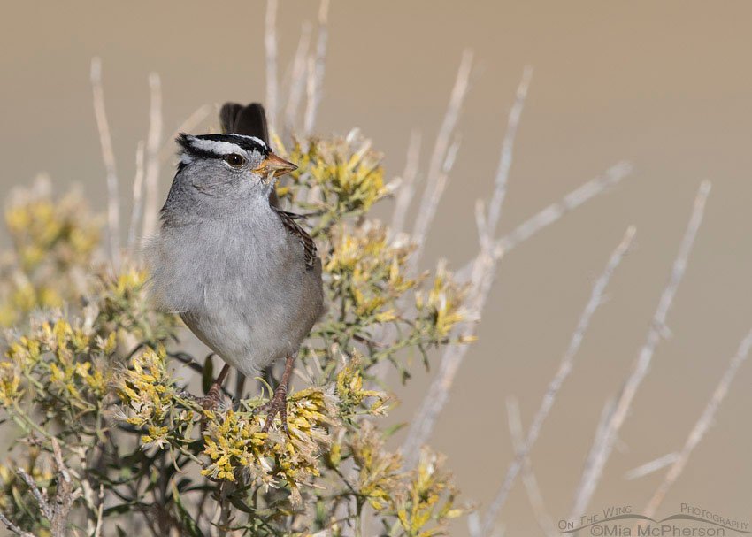 Feeding White-crowned Sparrow in a breeze, Antelope Island State Park, Davis County, Utah