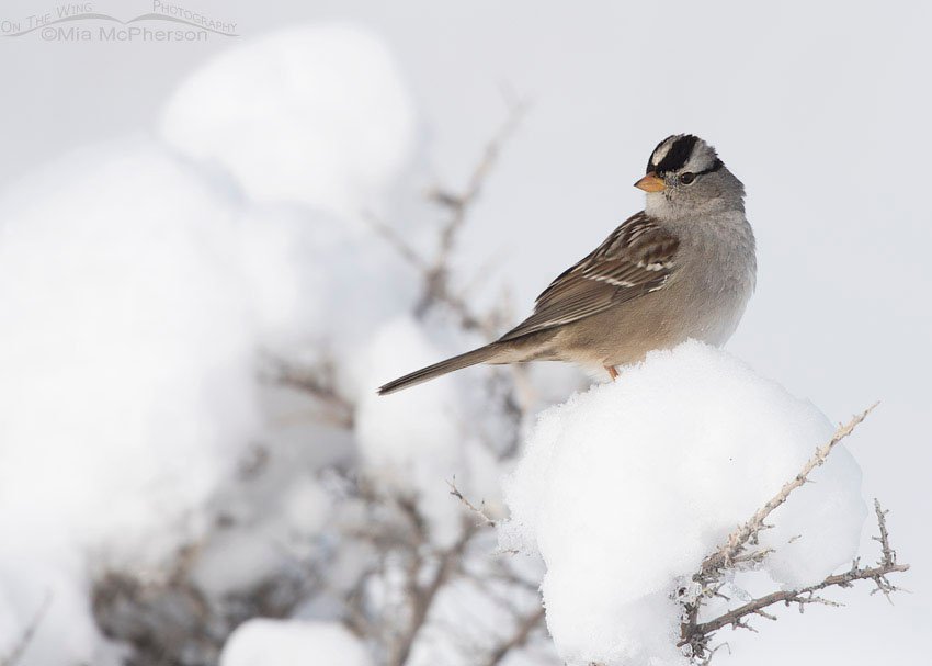 Adult White-crowned Sparrow on a snowy perch, Antelope Island State Park, Davis County, Utah
