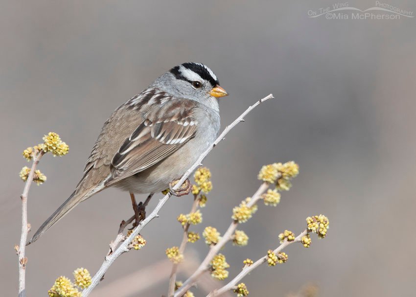 White-crowned Sparrow perched on a budding tree, Box Elder County, Utah