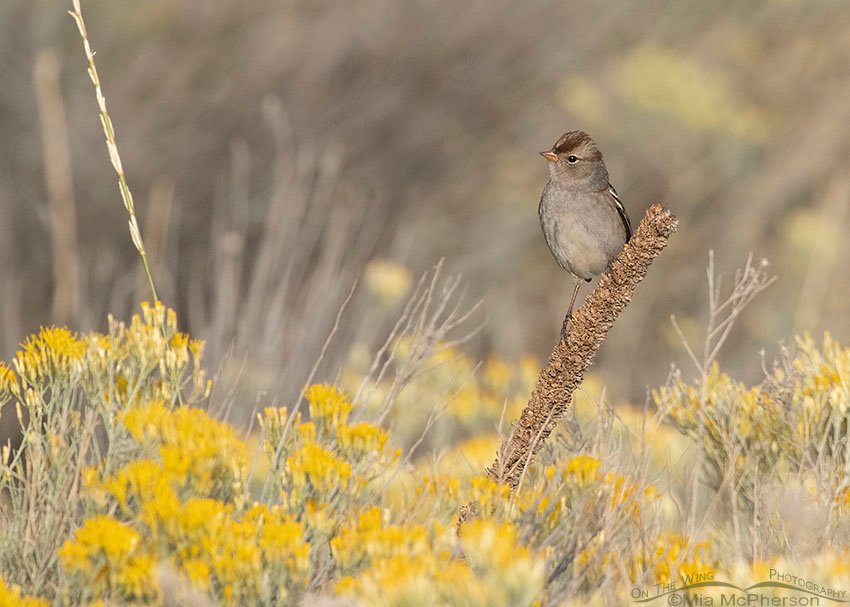 Immature White-crowned Sparrow with mullein and rabbitbrush, Box Elder County, Utah