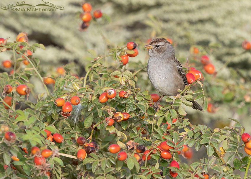 Young White-crowned Sparrow tucked into a Wild Rose, Box Elder County, Utah