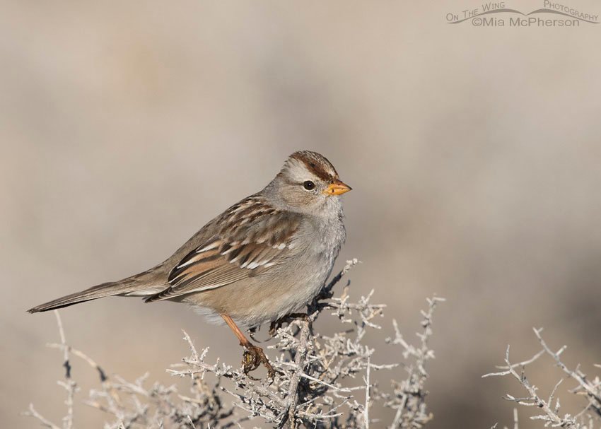 White-crowned Sparrow juvenile on a February morning near Buffalo Point on Antelope Island State Park, Davis County, Utah