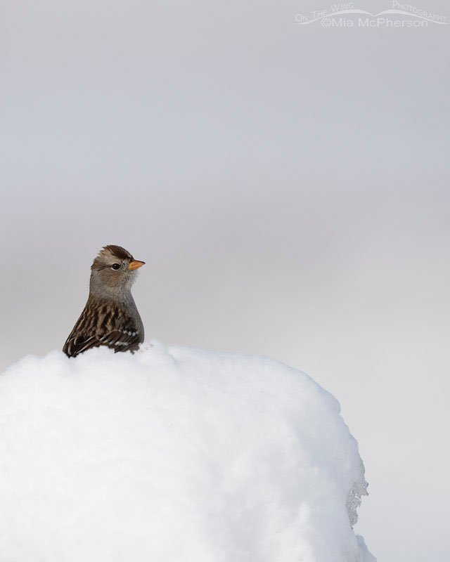 Juvenile White-crowned Sparrow perched on a mound of snow, Antelope Island State Park, Davis County, Utah