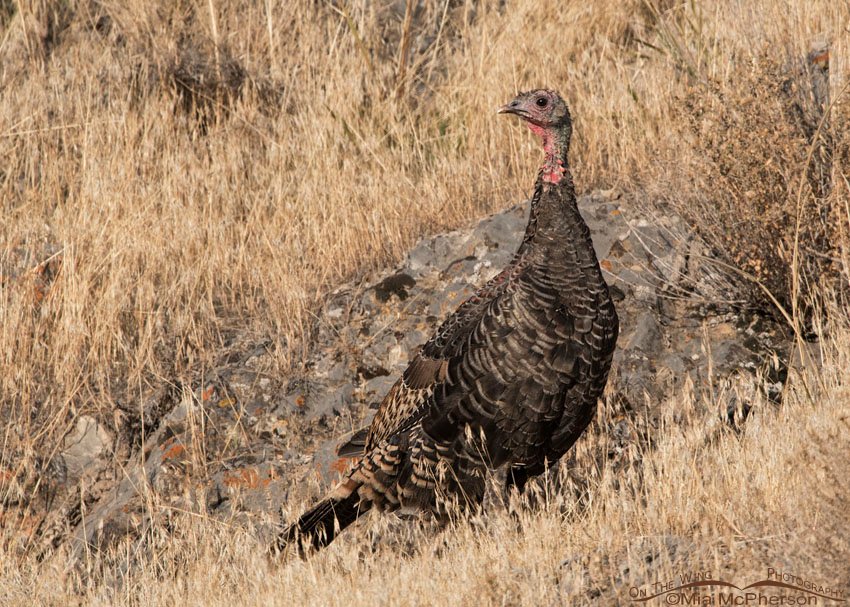Autumn Wild Turkey on a grassy hillside, Box Elder County, Utah