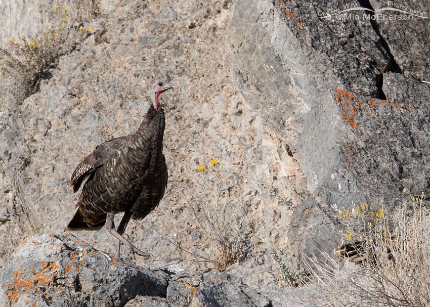 Hen Wild Turkey on an autumn day, Box Elder County, Utah