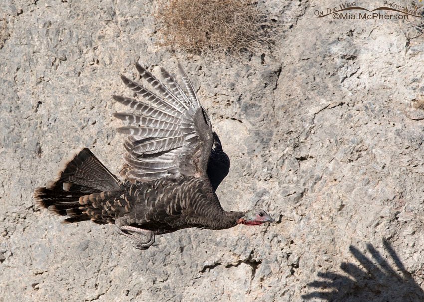 Wild Turkey flying past a cliff face, Box Elder County, Utah