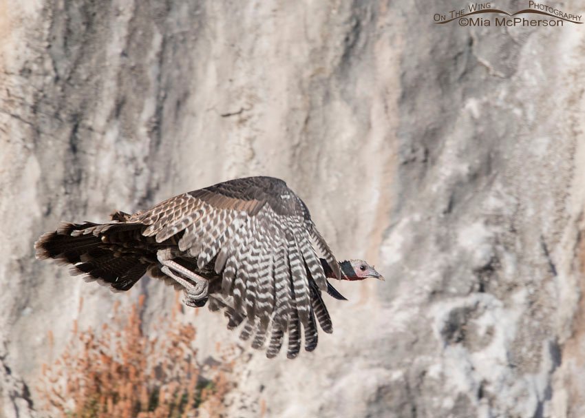 Flying Wild Turkey in Utah, Box Elder County