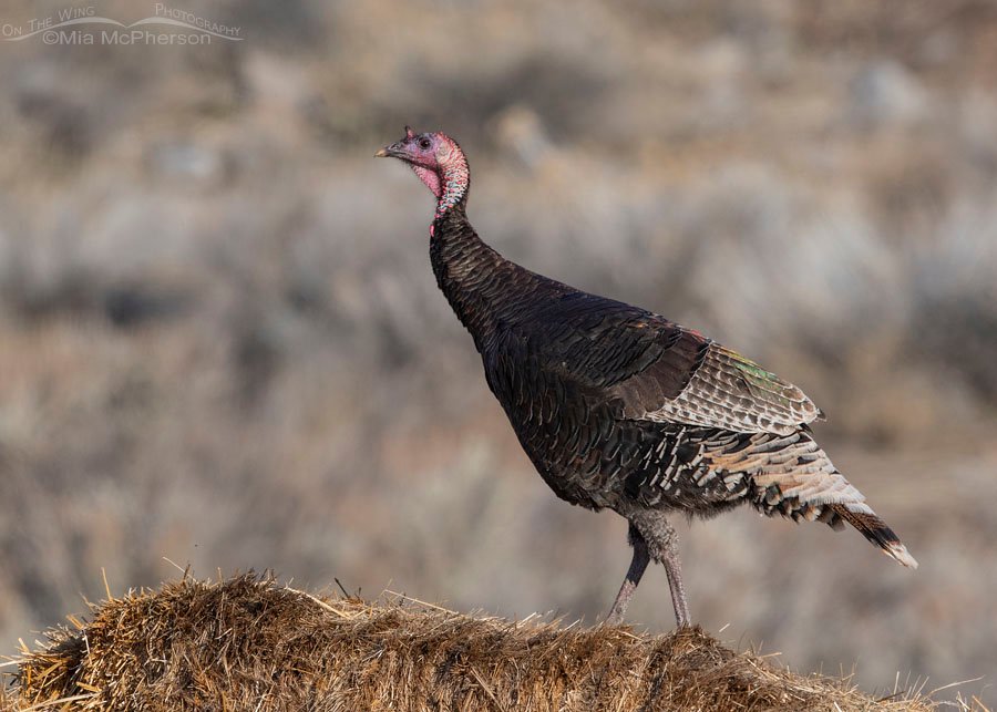Wild Turkey on top of a stack of hay bales, Box Elder County, Utah