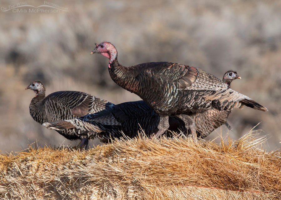 Hay bales and Wild Turkeys, Box Elder County, Utah