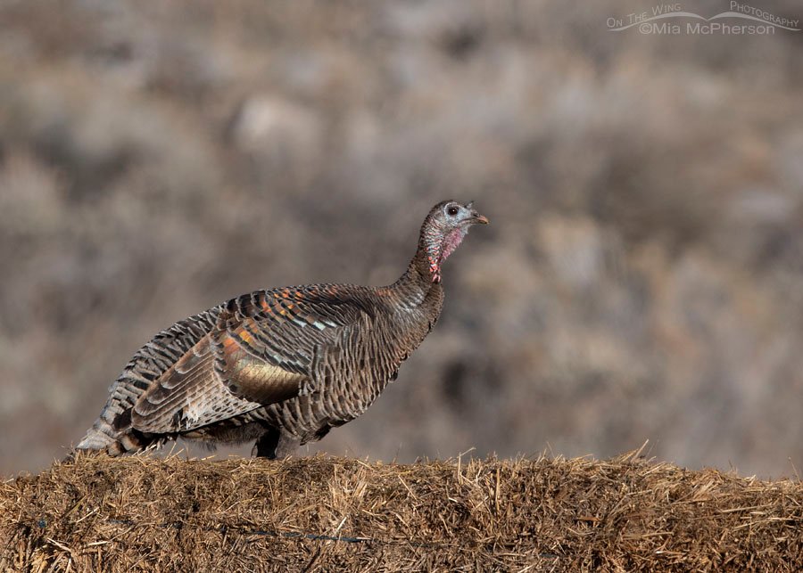 Light colored Wild Turkey on hay bales, Box Elder County, Utah