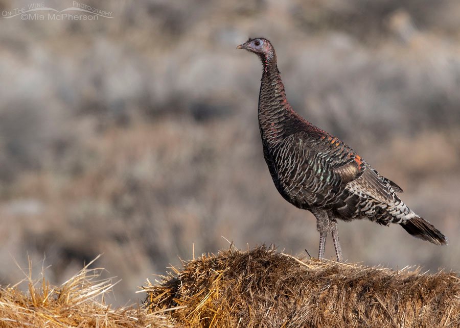 Colorful Wild Turkey hen on hay bales, Box Elder County, Utah