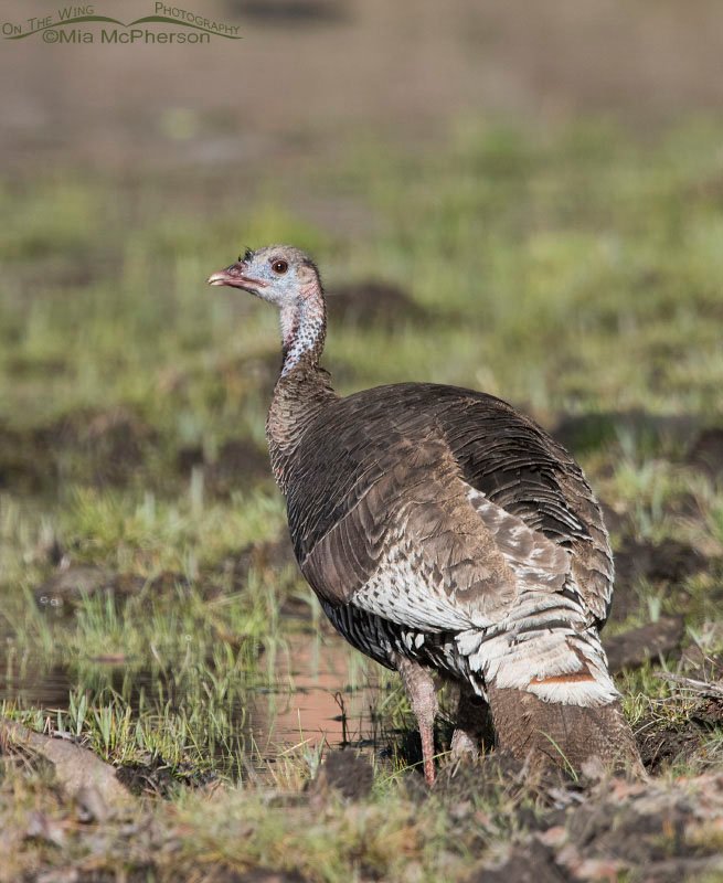 Portrait of a Wild Turkey hen, Dixie National Forest, Wayne County, Utah