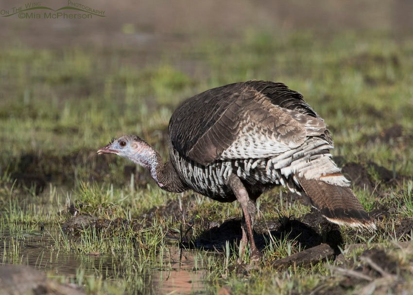Wild Turkey hen at a small pond in the Dixie National Forest, Wayne County, Utah
