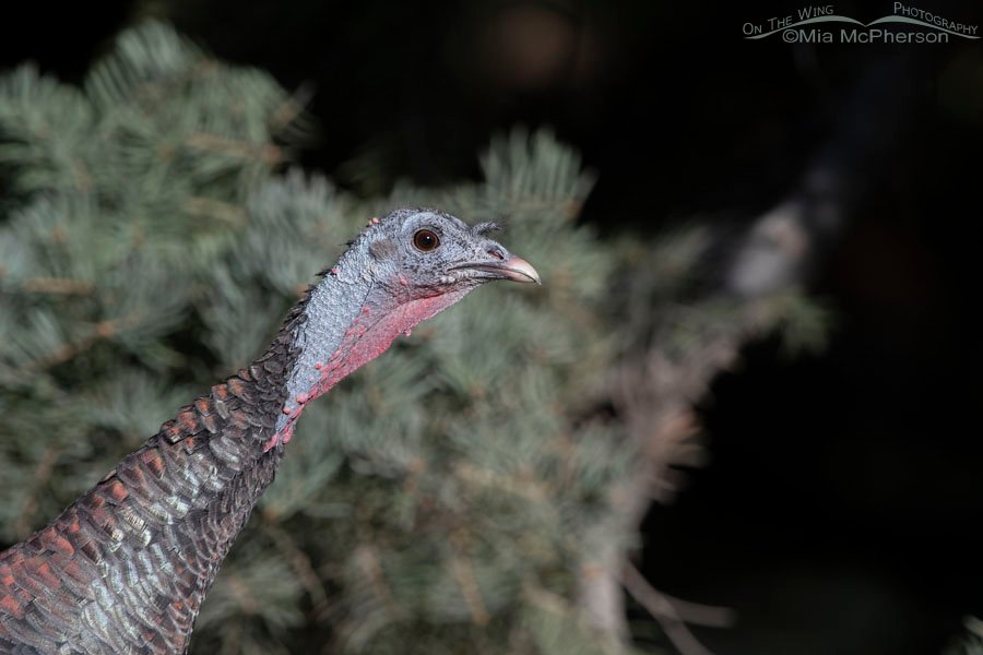 Wild Turkey hen trying to sneak by, West Desert, Tooele County, Utah