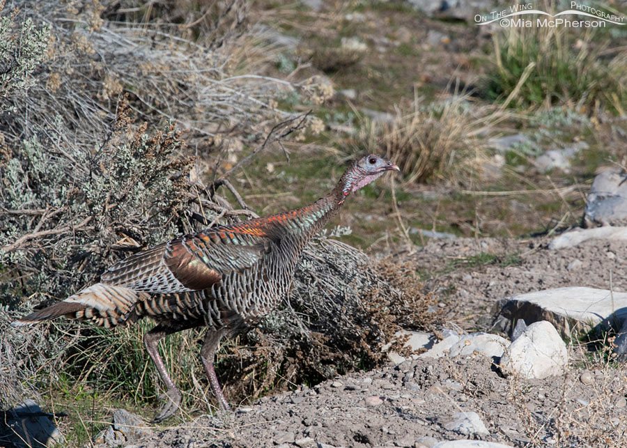 Wild Turkey hen in sagebrush, Box Elder County, Utah