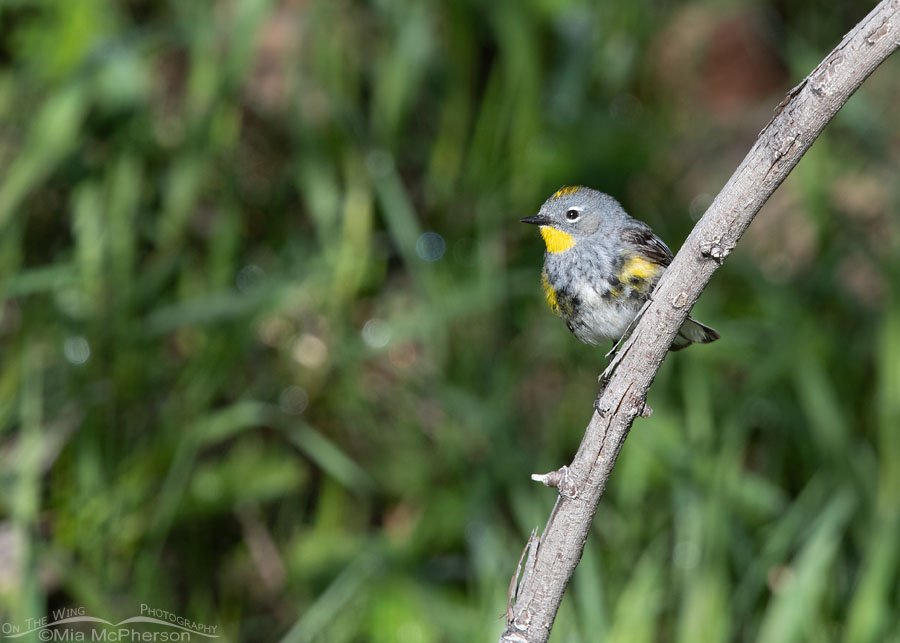 Spring Yellow-rumped Warbler on a curvy branch, Wasatch Mountains, Summit County, Utah