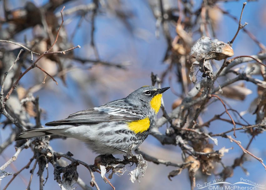 Yellow-rumped Warbler in breeding plumage during Spring migration, Box Elder County, Utah