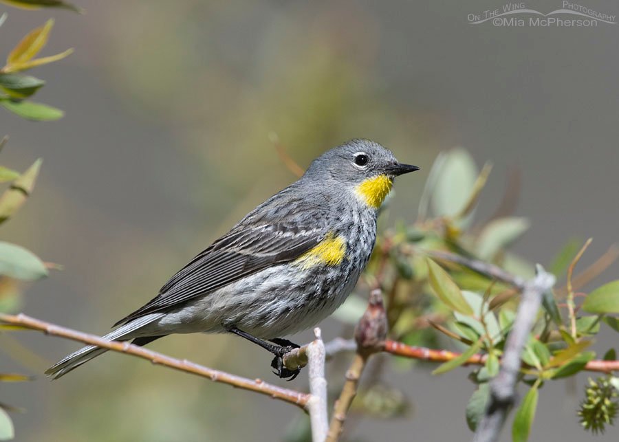 Female Yellow-rumped Warbler up close in a willow, Wasatch Mountains, Morgan County, Utah