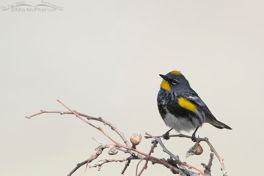 Male Yellow-rumped Warbler during Spring, Box Elder County, Utah