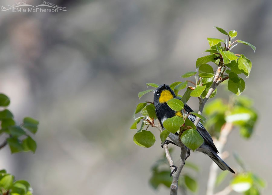 Spring male Yellow-rumped Warbler in an aspen, West Desert, Tooele County, Utah