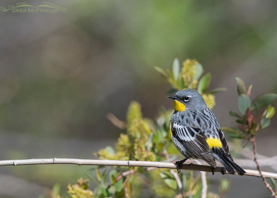 Butter Butt - Male Yellow-rumped Warbler, Wasatch Mountains, Morgan County, Utah
