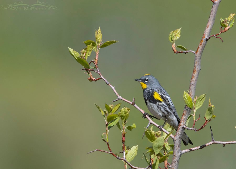 Male Yellow-rumped Warbler perched in a Hawthorn, Wasatch Mountains, Summit County, Utah