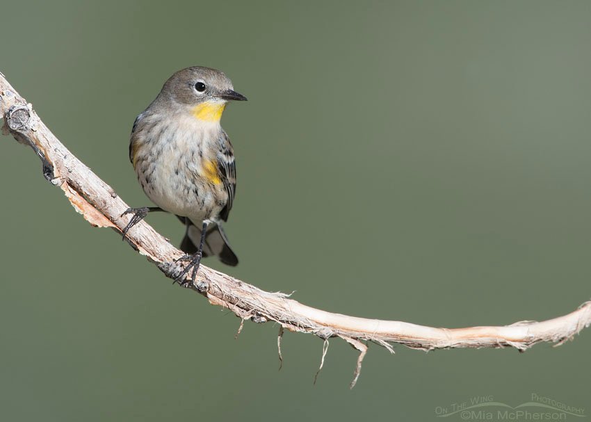 Yellow-rumped Warbler on a curved branch, Salt Lake County, Utah