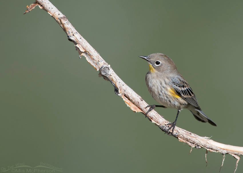 Yellow-rumped Warbler on fall migration, Salt Lake County, Utah