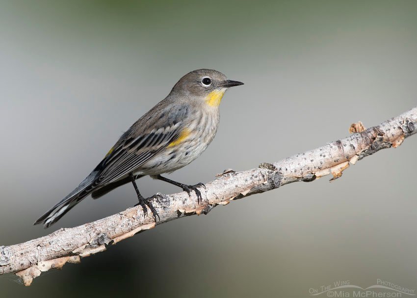 Migrating Yellow-rumped Warbler, Salt Lake County, Utah