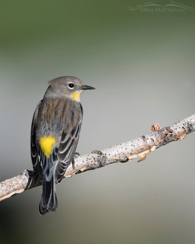 Yellow-rumped Warbler back view, Salt Lake County, Utah
