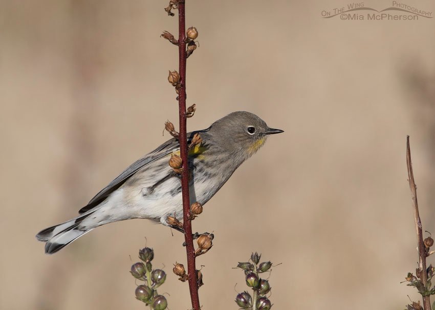 Mullein & Yellow-rumped Warbler during Autumn migration, Antelope Island State Park, Davis County, Utah