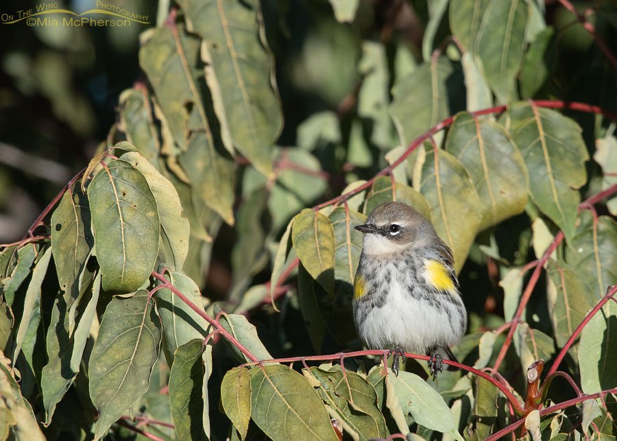 Perched Myrtle Yellow-rumped Warbler, Farmington Bay WMA, Davis County, Utah