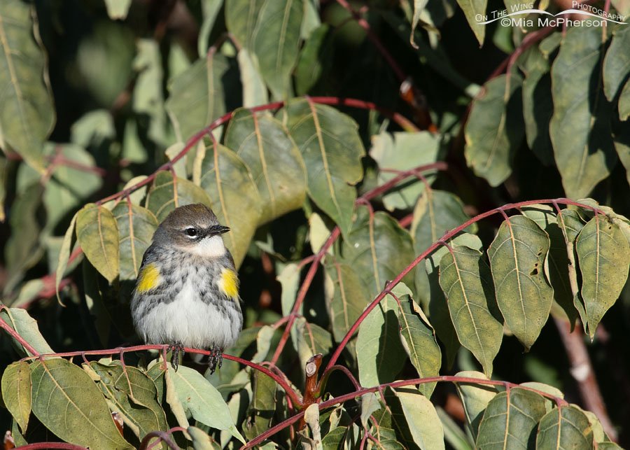 Myrtle Yellow-rumped Warbler in a Chinese Sumac tree, Farmington Bay WMA, Davis County, Utah