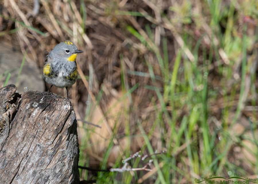 Yellow-rumped Warbler perched on a stump, Wasatch Mountains, Summit County, Utah