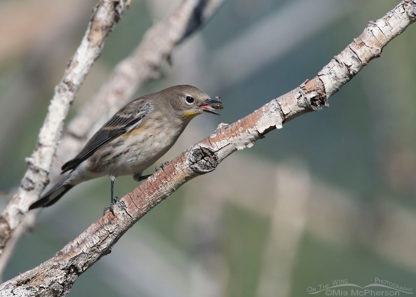 Yellow-rumped Warbler with prey, Salt Lake County, Utah