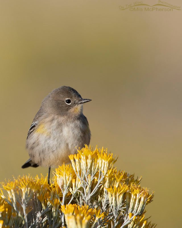 Yellow-rumped Warbler and rabbitbrush, Antelope Island State Park, Davis County, Utah
