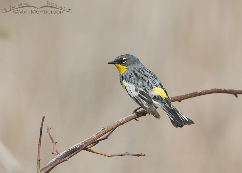 Yellow-rumped Warbler in Spring, Farmington Bay WMA, Davis County, Utah
