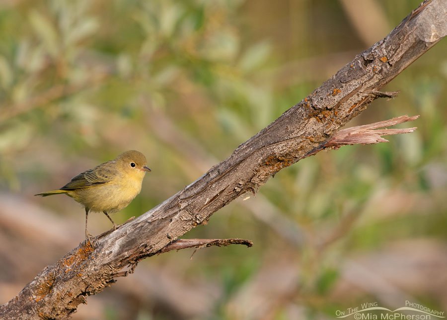 Yellow Warbler in a smoky haze, Wasatch Mountains, Summit County, Utah