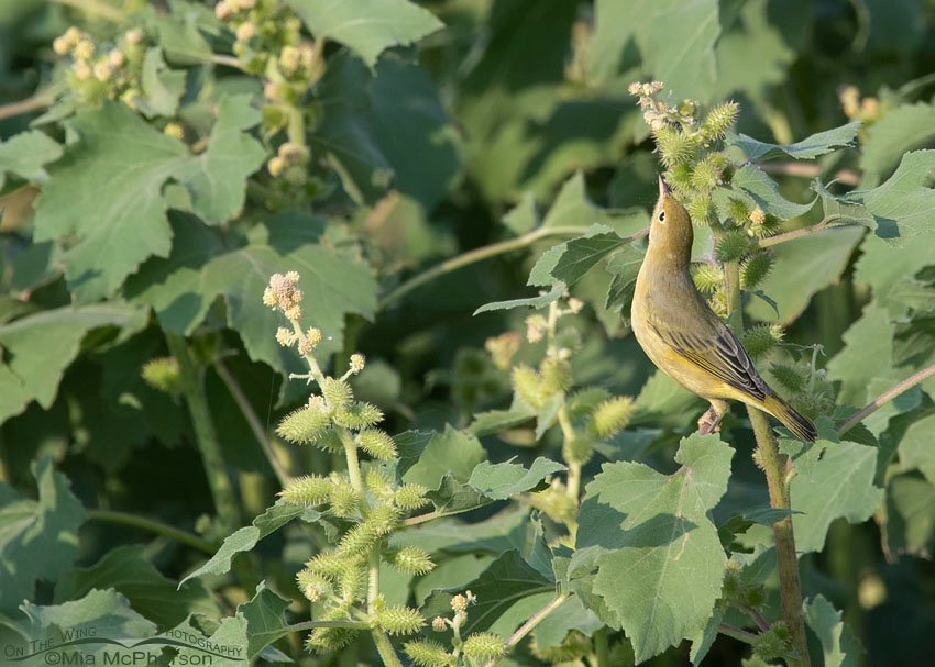 Immature Yellow Warbler foraging in a Cocklebur, Bear River Migratory Bird Refuge, Box Elder County, Utah
