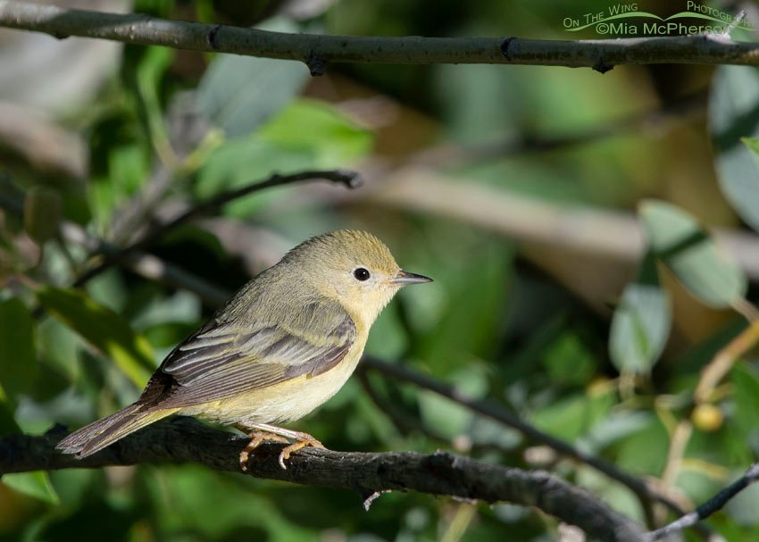 Female Yellow Warbler in a thicket, Wasatch Mountains, Summit County, Utah