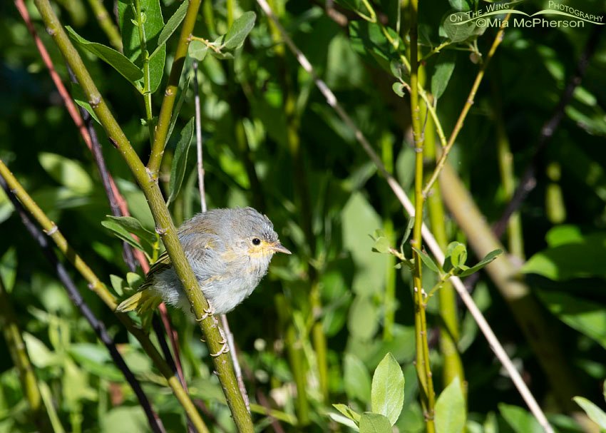 Yellow Warbler fledgling looking for food, Wasatch Mountains, Summit County, Utah